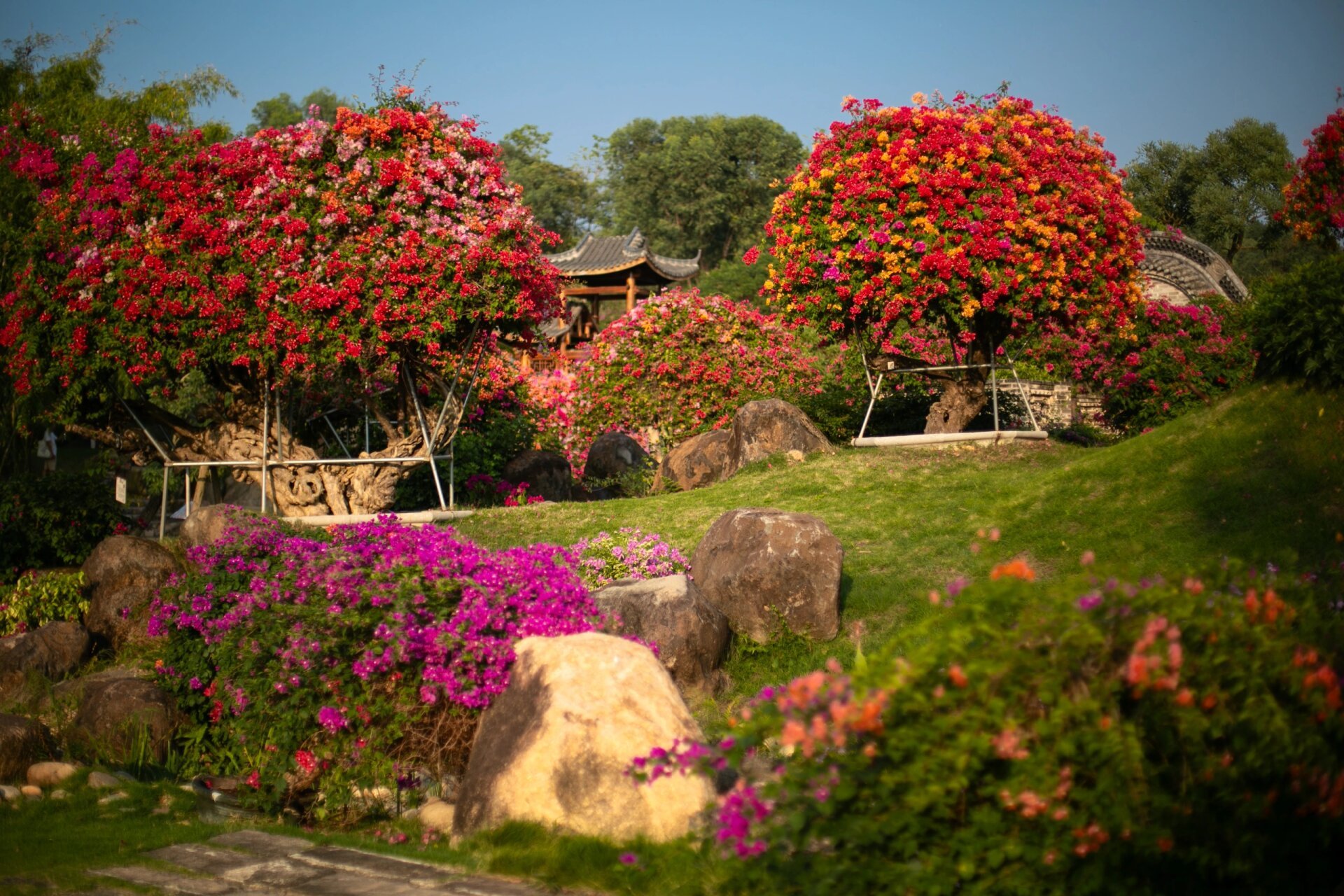 快衝6015馬嶺觀花植物園免費開園啦 等了一年多 終於等到了開園的