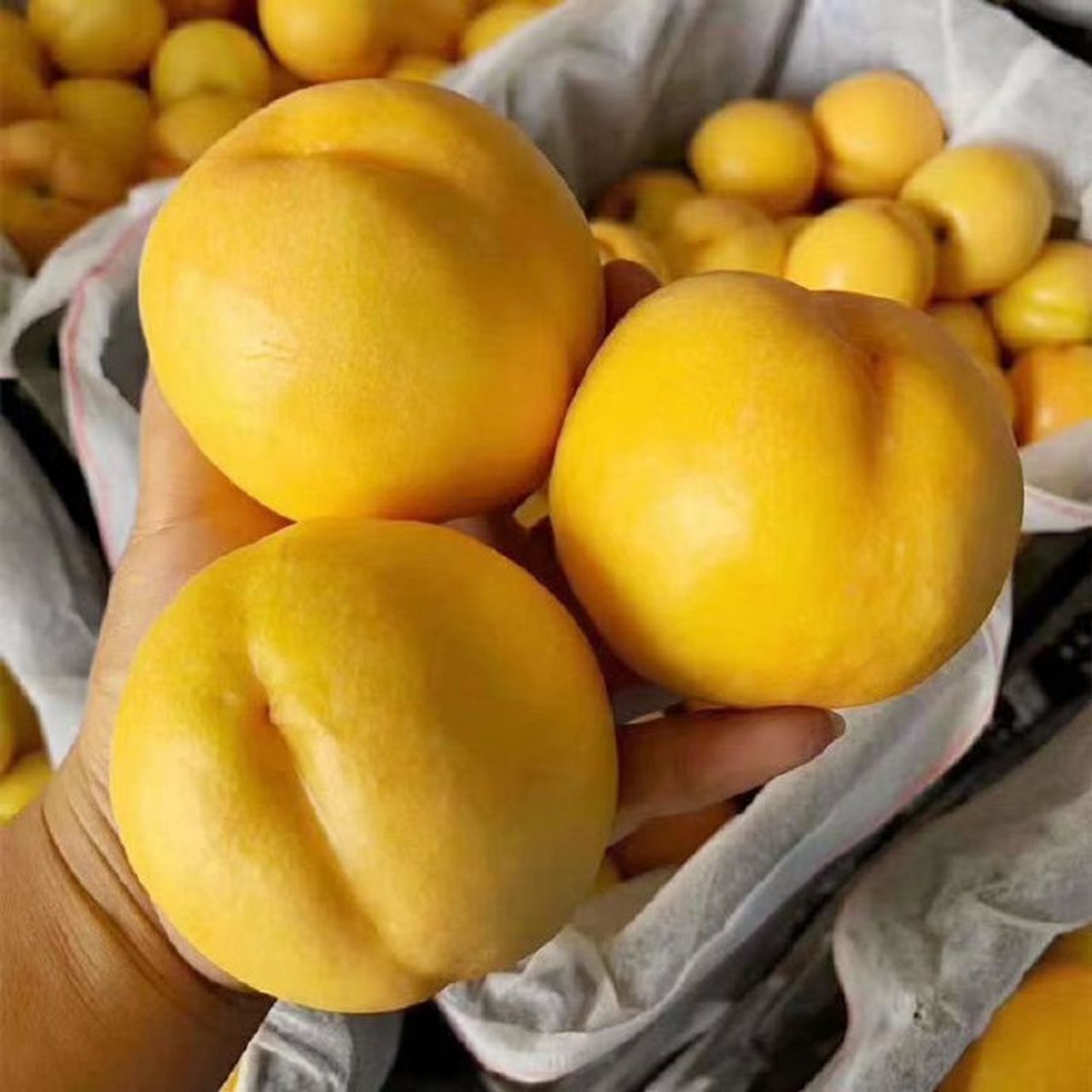 现货沂蒙山脆桃新鲜黄金油桃*5斤,24.8入!