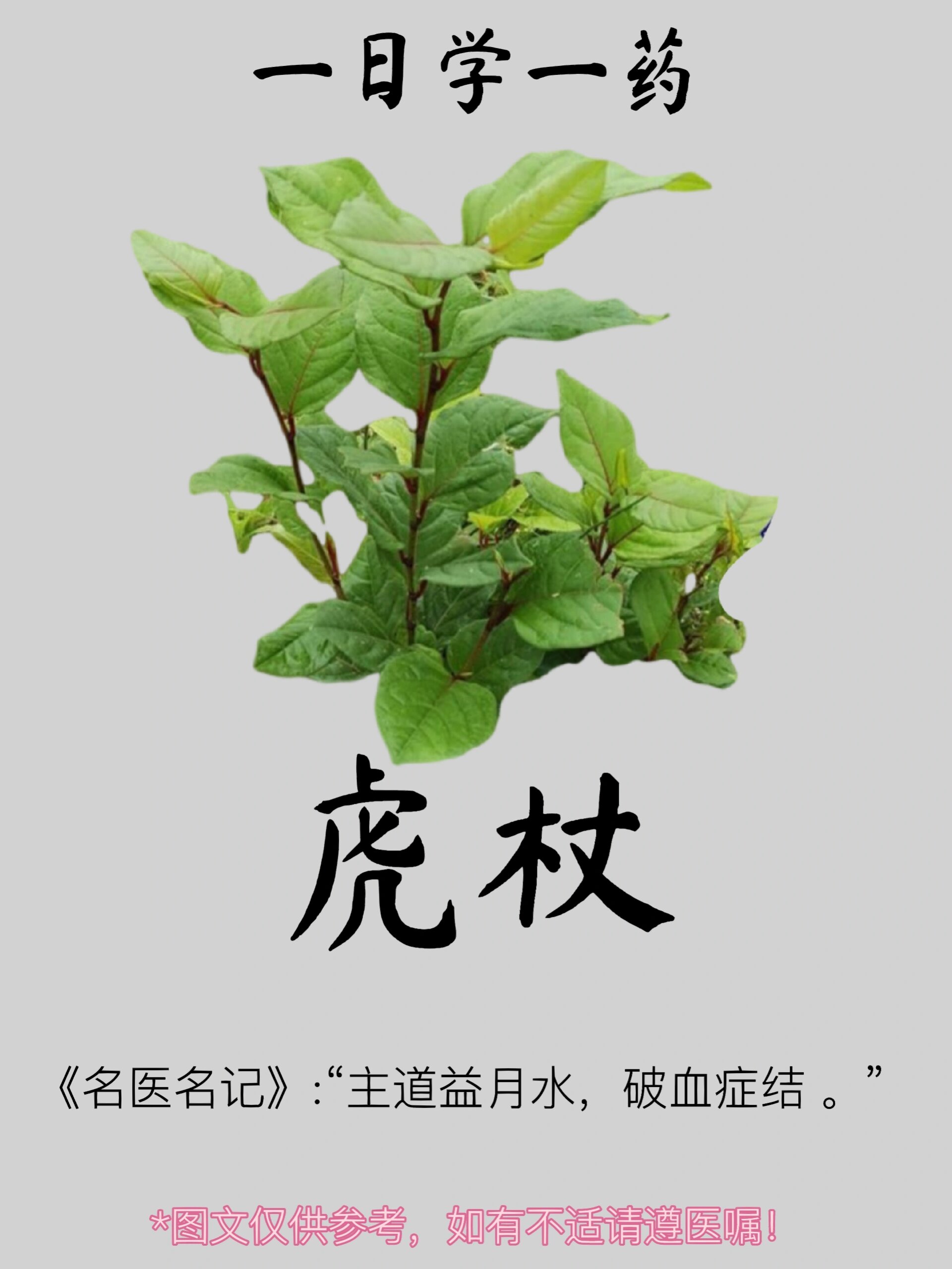 一日学一药|     虎杖