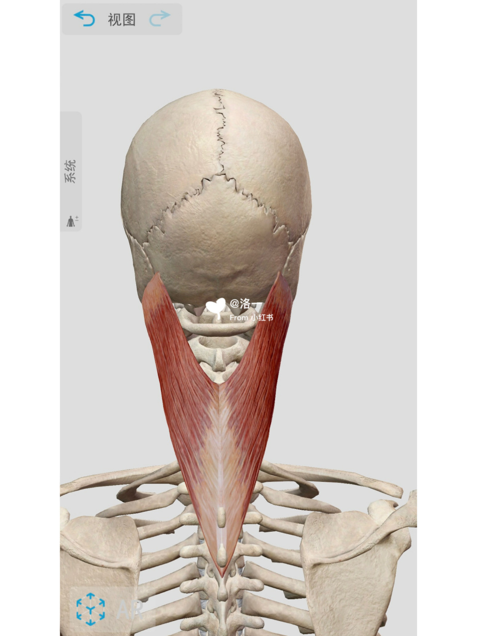 肌肉【头夹肌】 头夹肌  【定义】头夹肌与颈夹肌一起协同整个颈部的