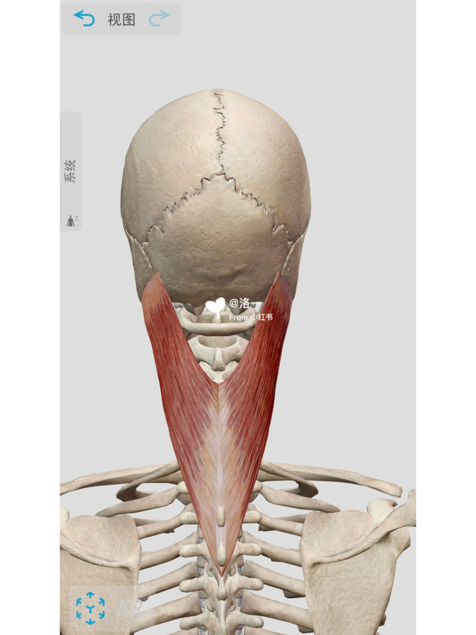 颈夹肌的位置图功能图片
