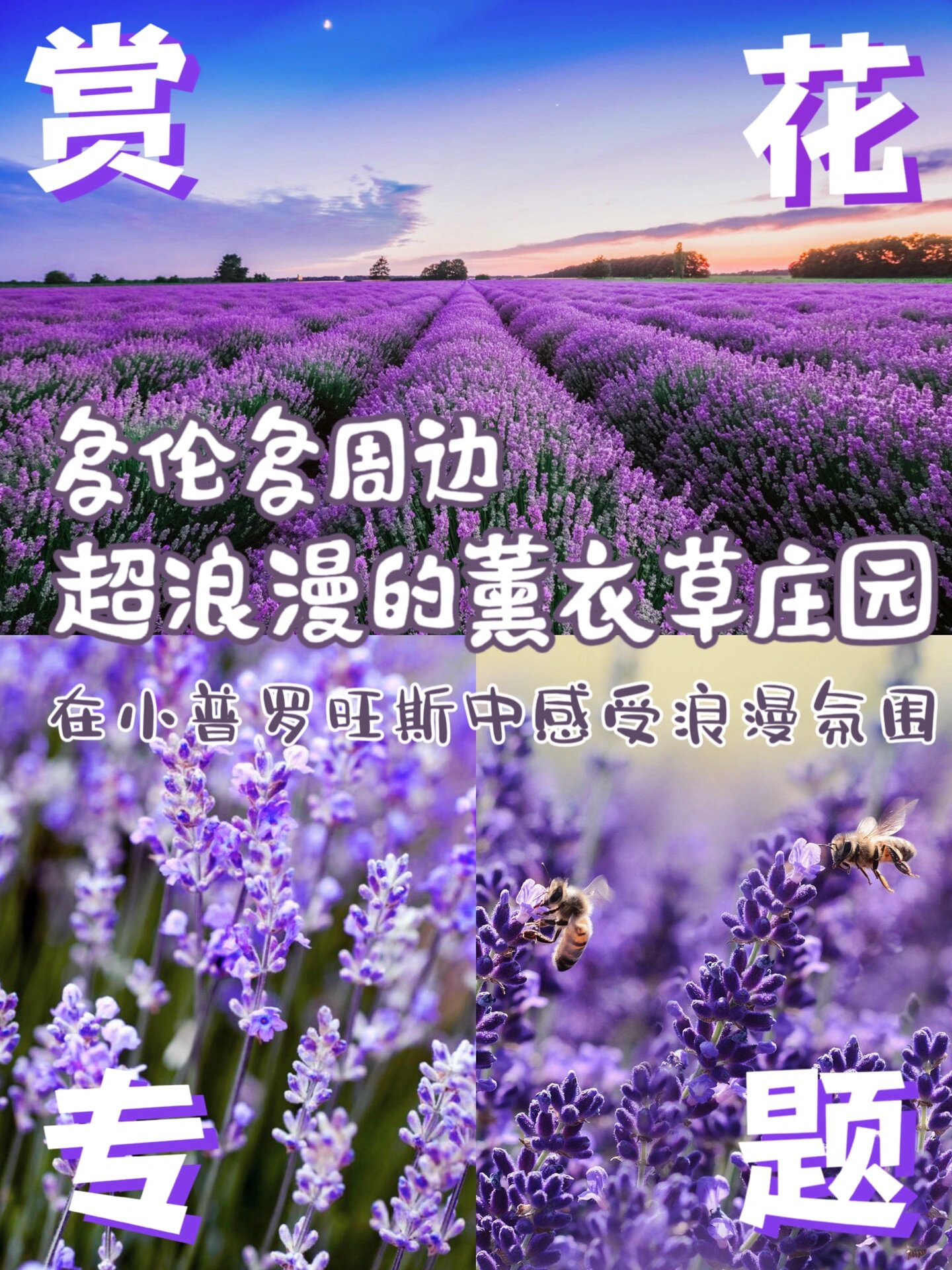赏花季|多伦多附近的紫色薰衣草天堂? 代表着等待爱情的薰衣草花海