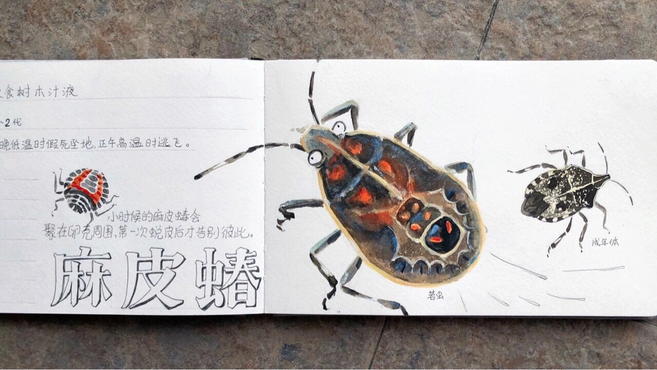 麻皮蝽 动物学分类:动物界/节肢动物门/昆虫纲/半翅目/蝽科/麻皮蝽属