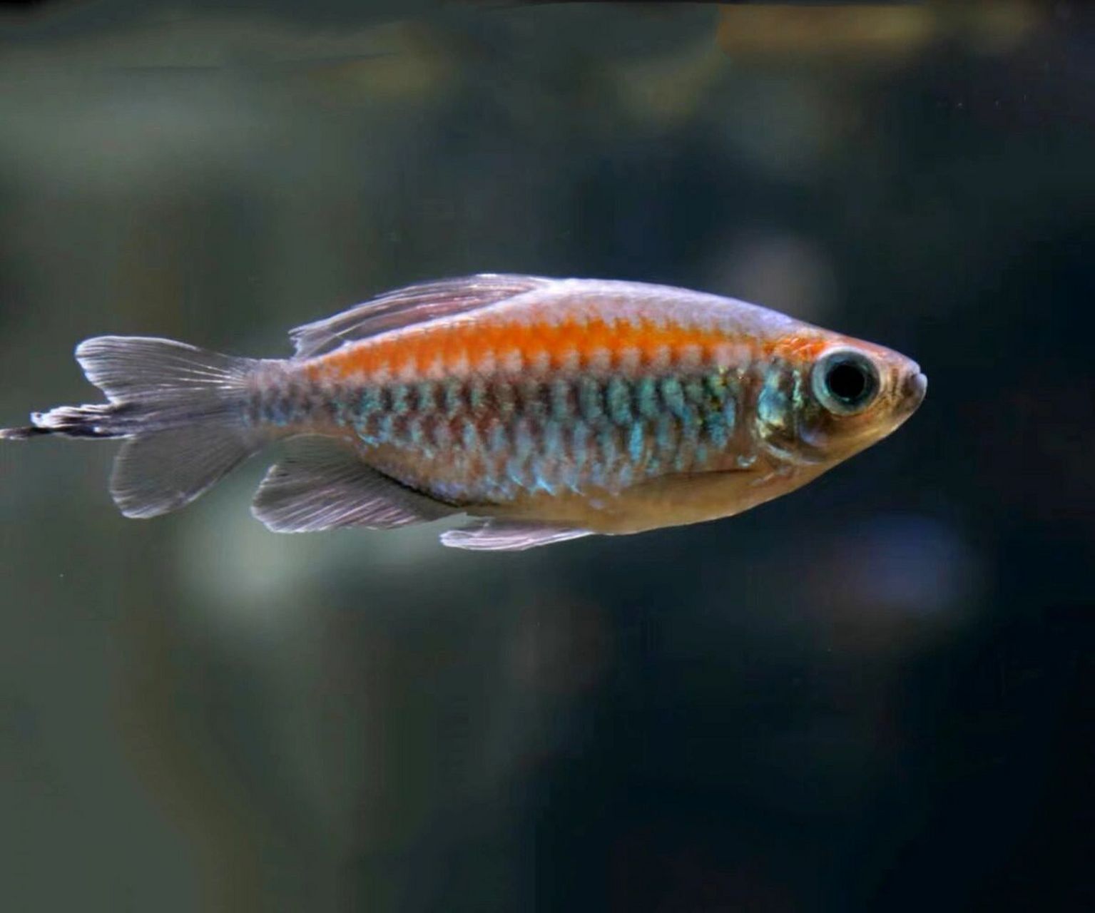 刚果美人-来自非洲的美人鱼 95名:刚果美人 别称:刚果扯旗鱼 刚果