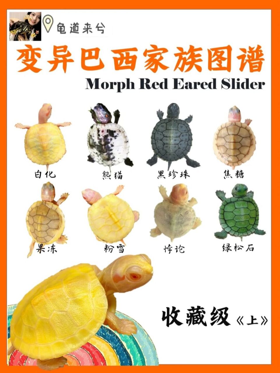 变异巴西龟家族图谱|一招教你如何认品种 大家好,我是龟道来兮, 越来