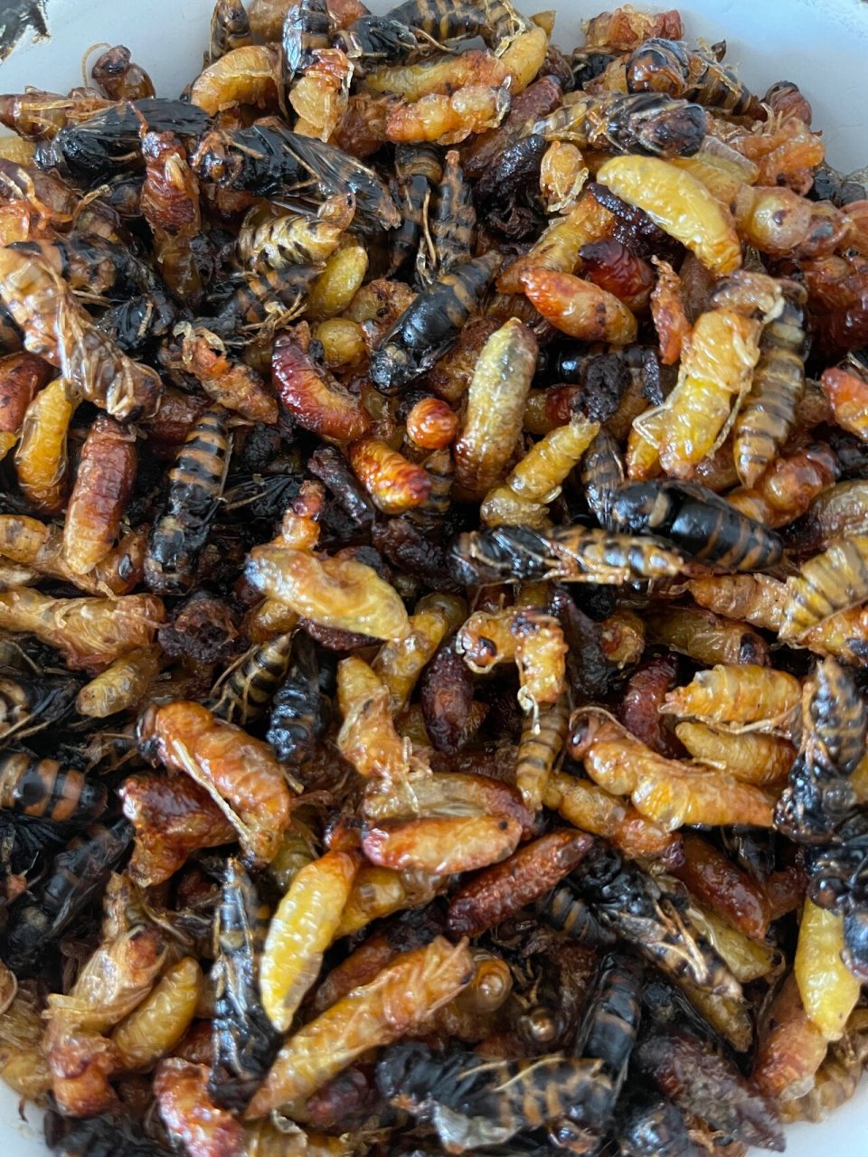 吃在云南,葫芦蜂93 吃的时候还会不会叮嘴?