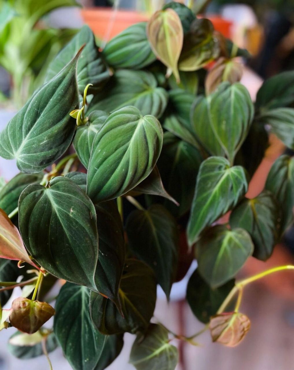 为什么叫云母蔓绿绒?