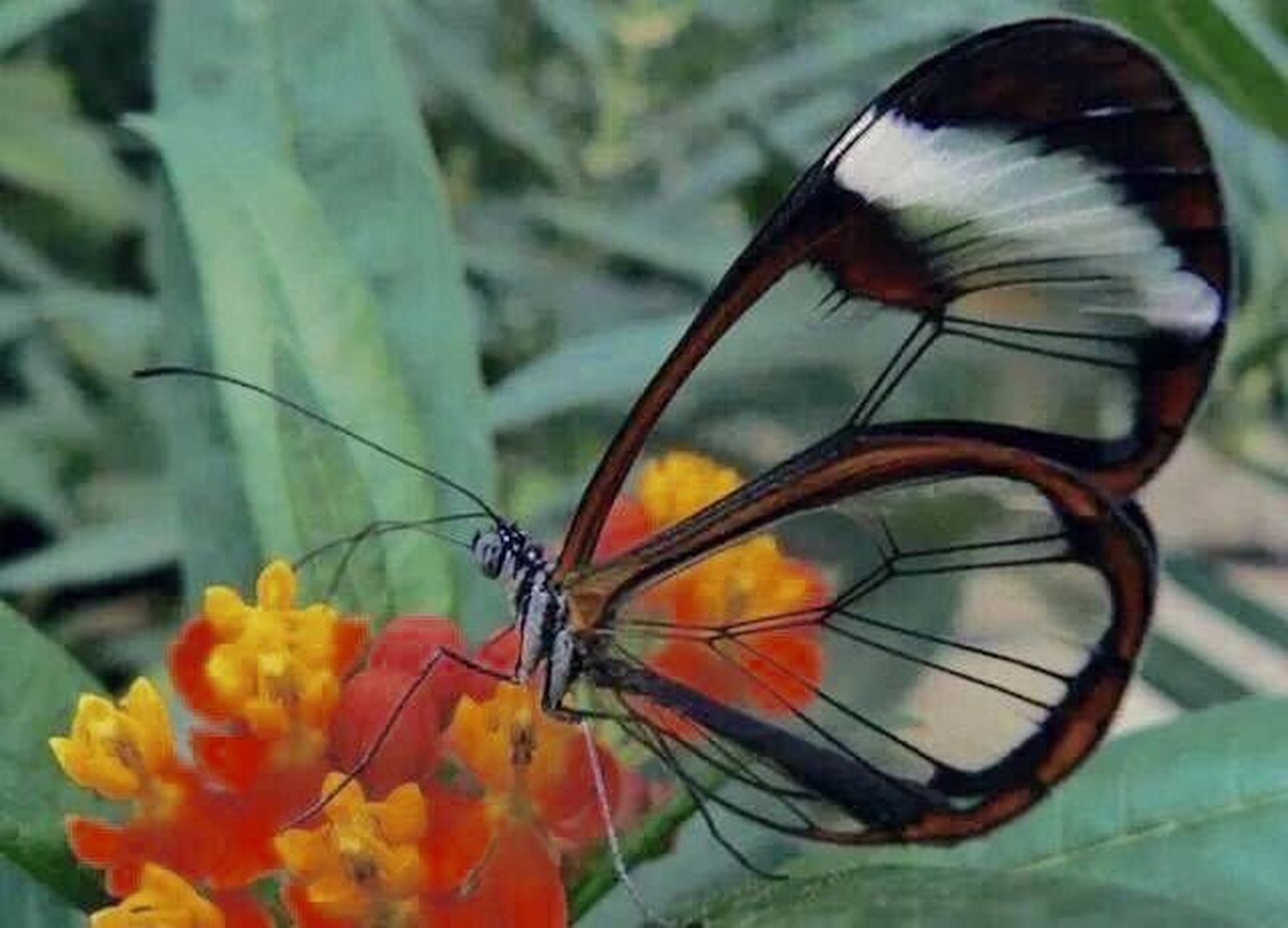 玻璃质感的蝴蝶03——宽纹黑脉绡蝶 宽纹黑脉绡蝶主要分布在中南