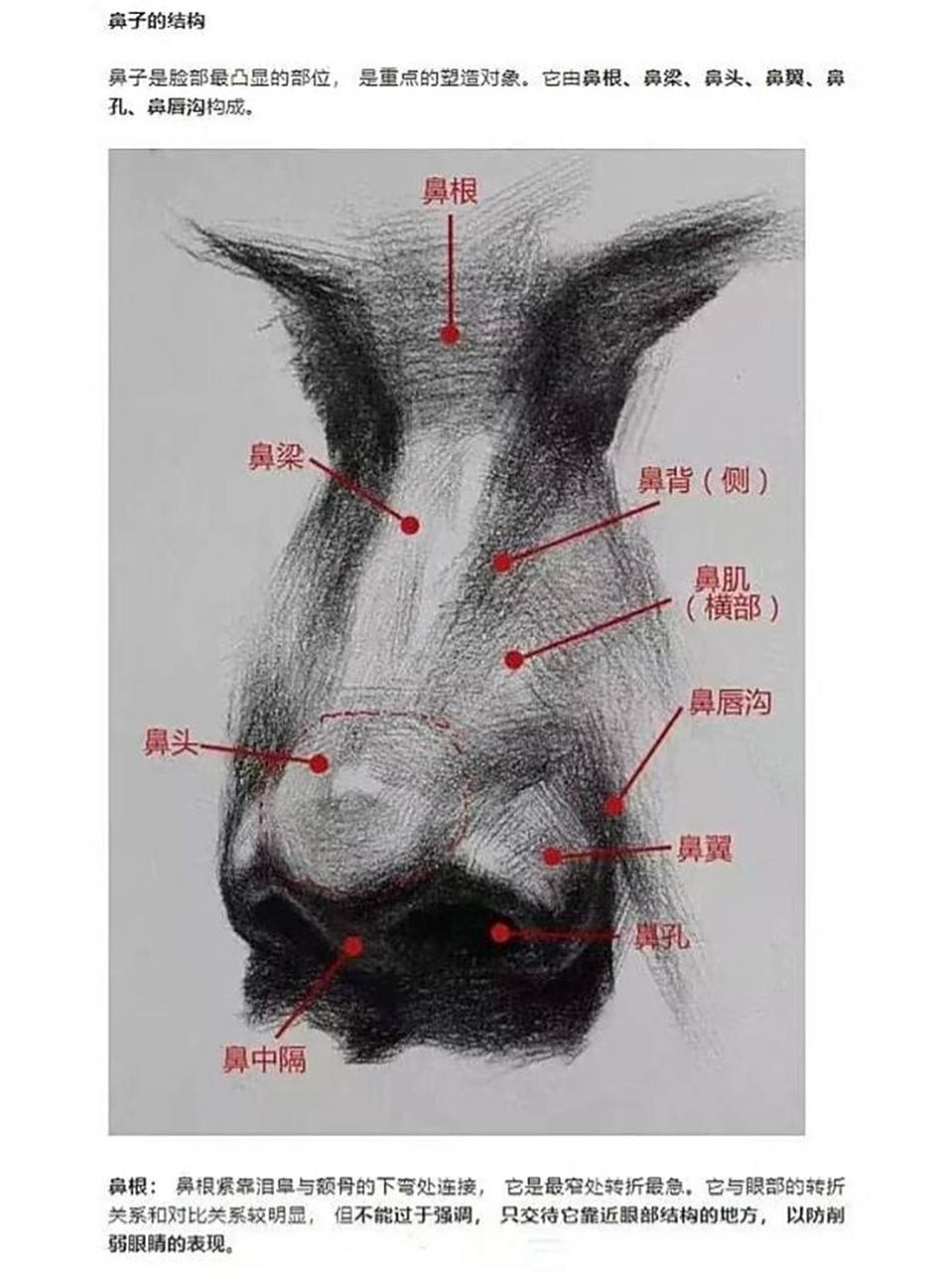 不要再把鼻子画成僵硬的一条线了,看完这期干货,你懂鼻子怎么画了 ??