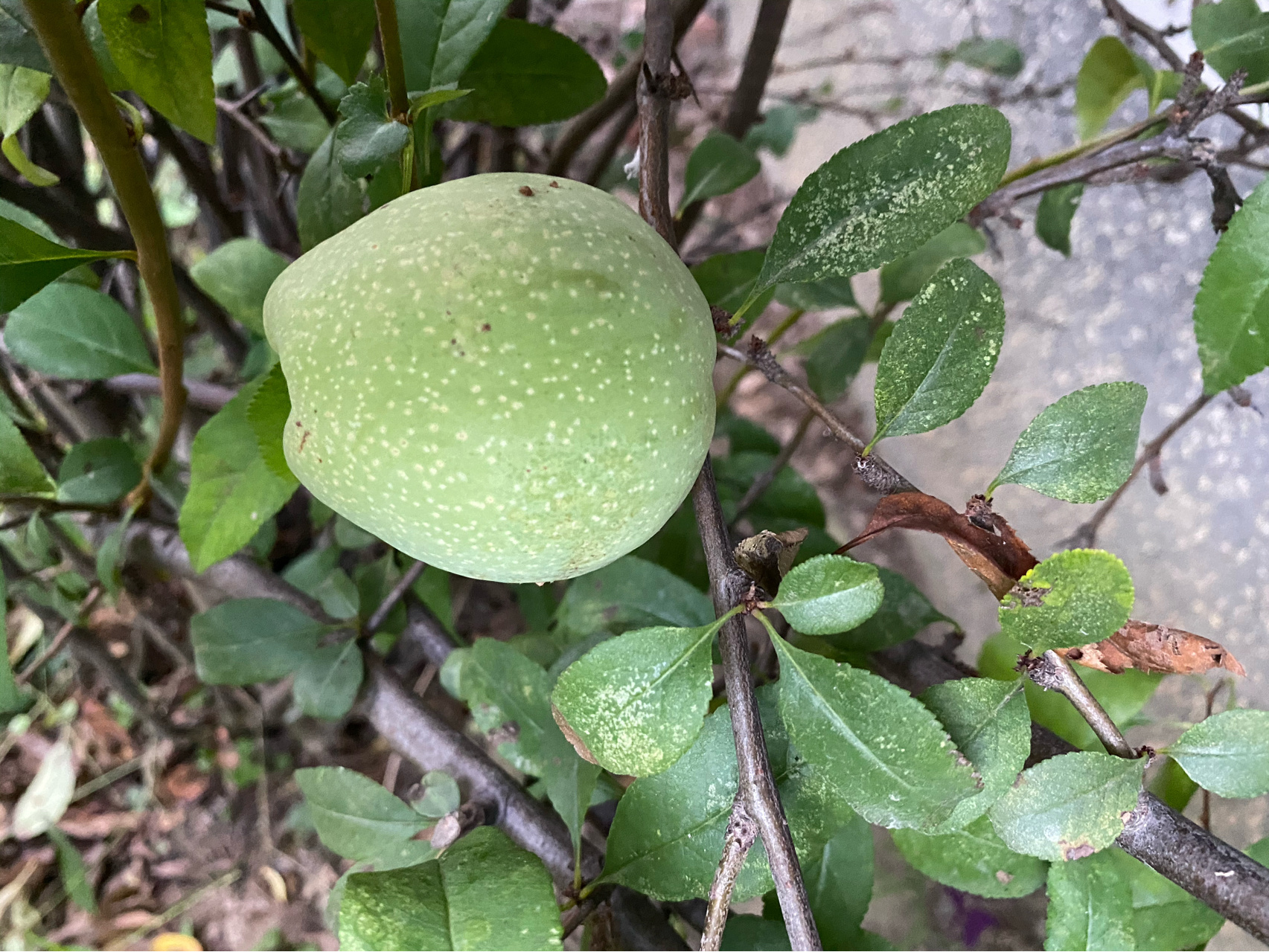 海棠果能吃吗 每次看到小区里面的海棠果长得又大又圆,超级多,我在想