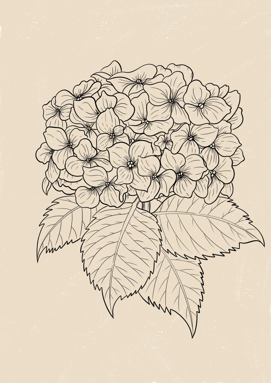 65|花卉线描|绣球花 宛似恋香蝴蝶乱,绿阴深处不飞还.