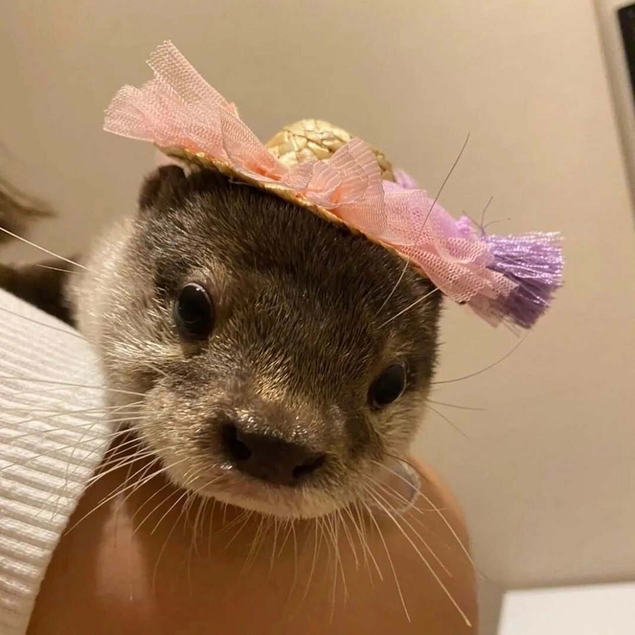 水獭头像 太可爱了 水獭头像哦