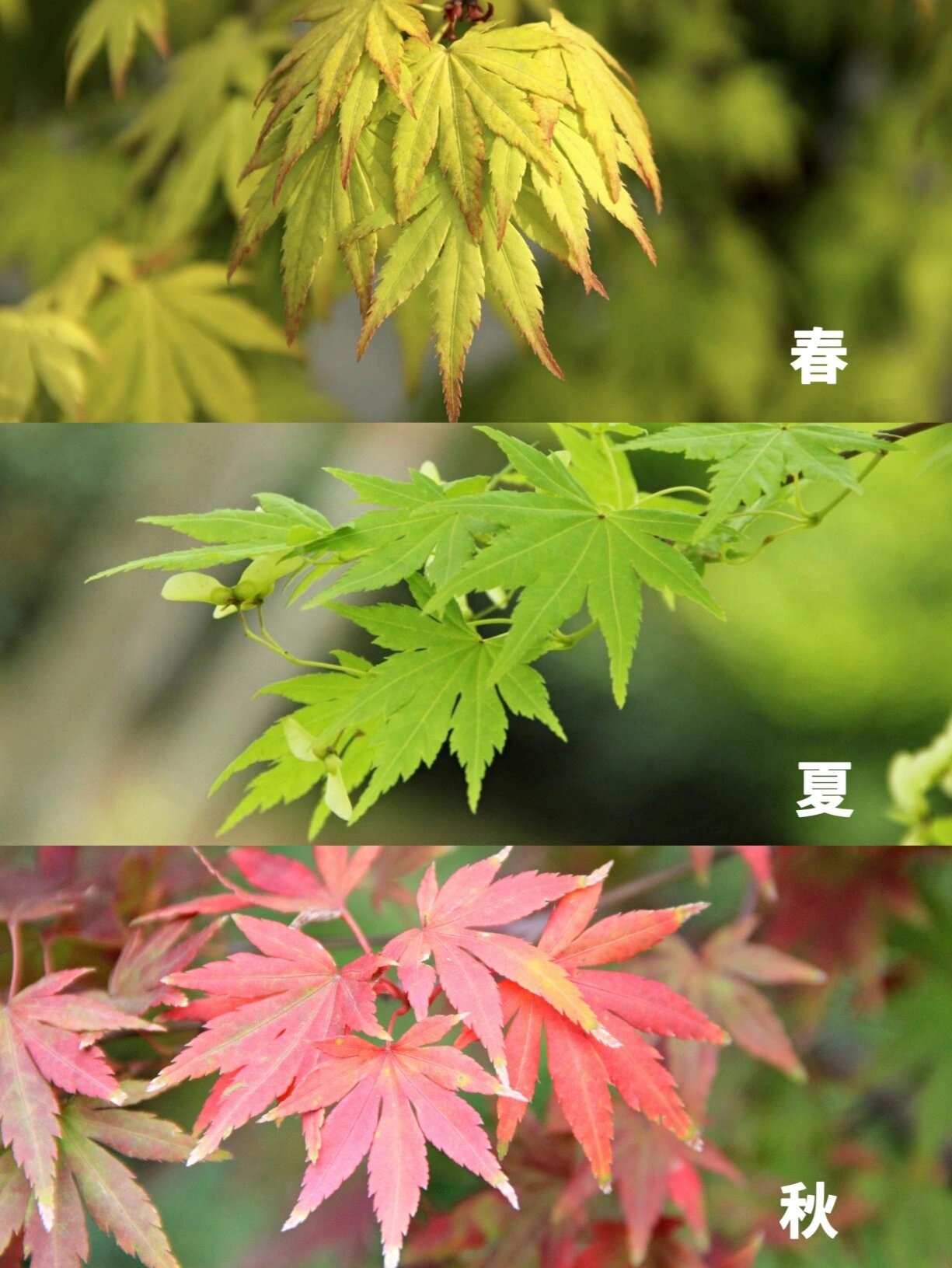 观察一棵树:枫树橙之梦的四季 橙之梦枫树是中型浓密落叶灌木