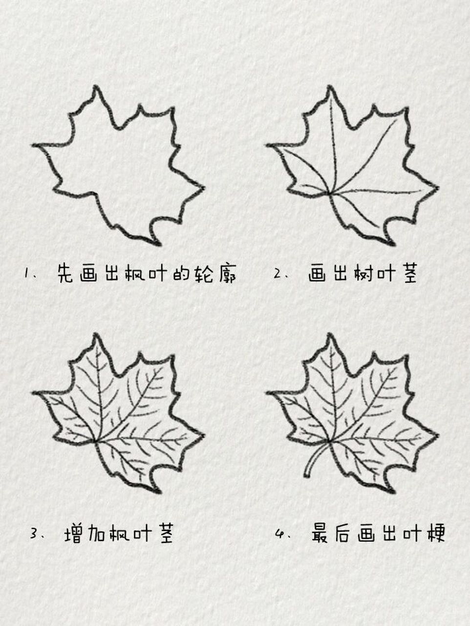 树叶简笔画枫叶叶子图片