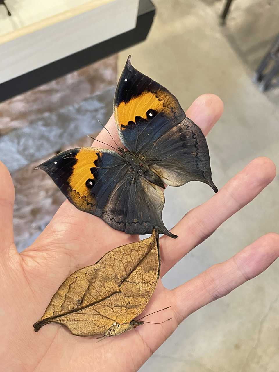 大自然的保护色 枯叶蝶 看到这个蝴蝶就想起来许嵩的断桥残雪 "寻不到
