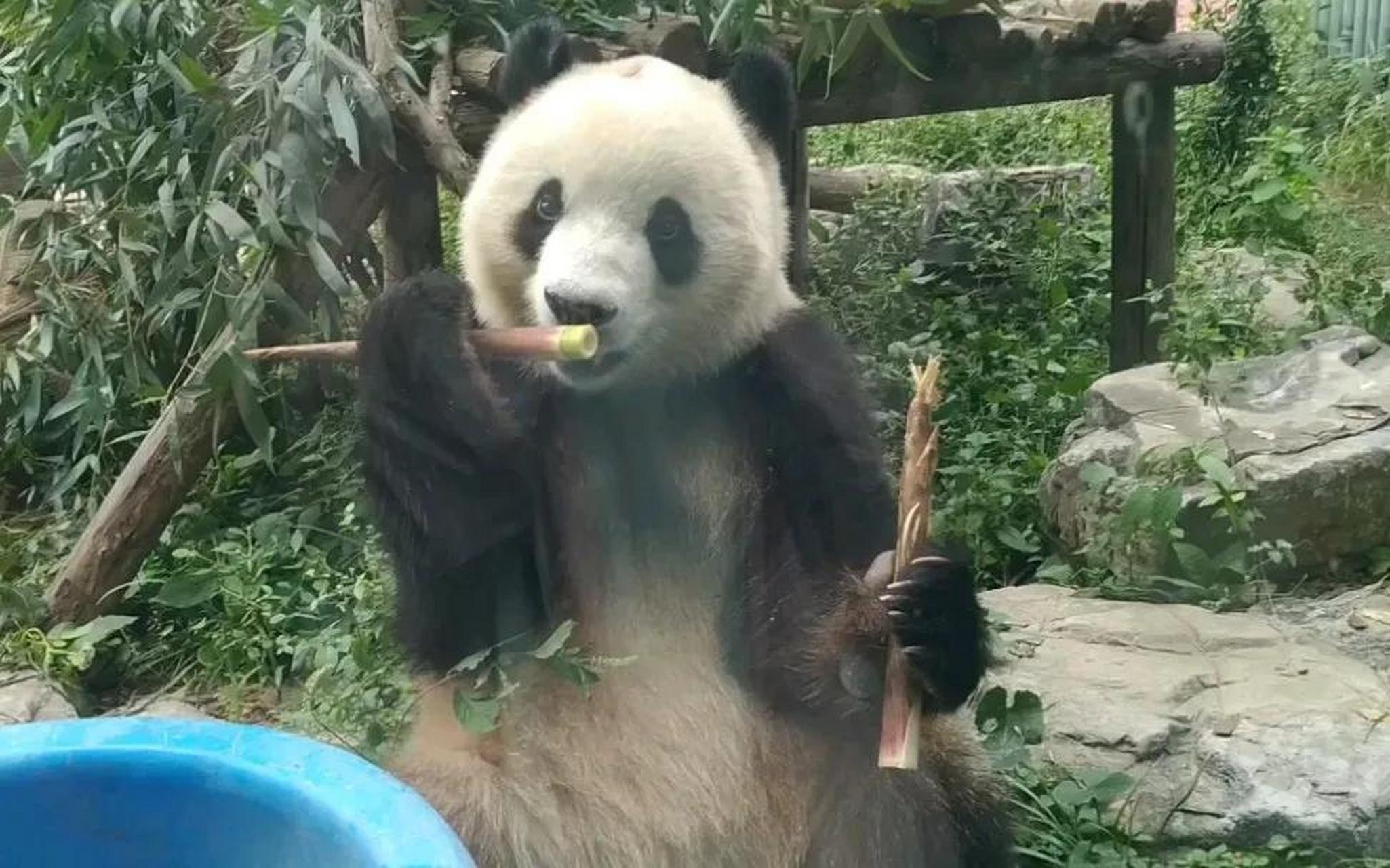 下圖這隻靠著牆揣著手,表情害怕又委屈地大熊貓寶寶,模樣可愛得讓人恨