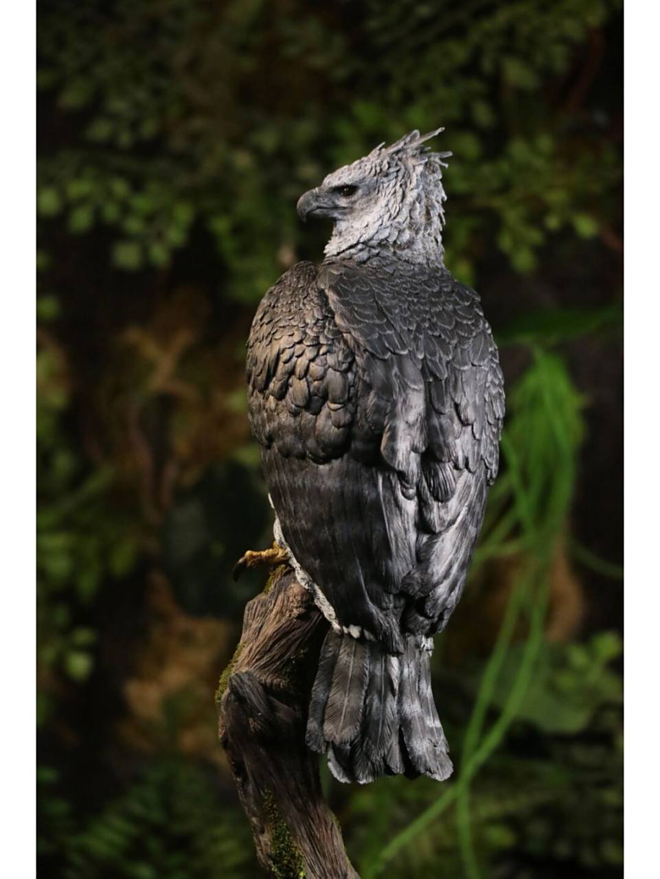 进来感受下鸟类模型的美 这是我最近刚涂完的哈佩角雕,也是我最喜欢的