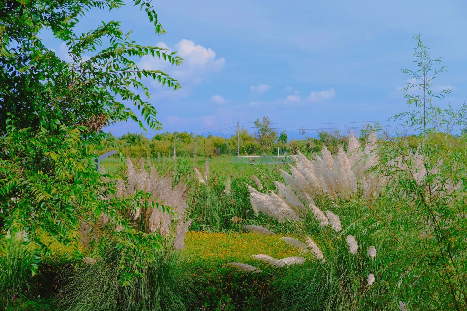 斗南湿地公园图片