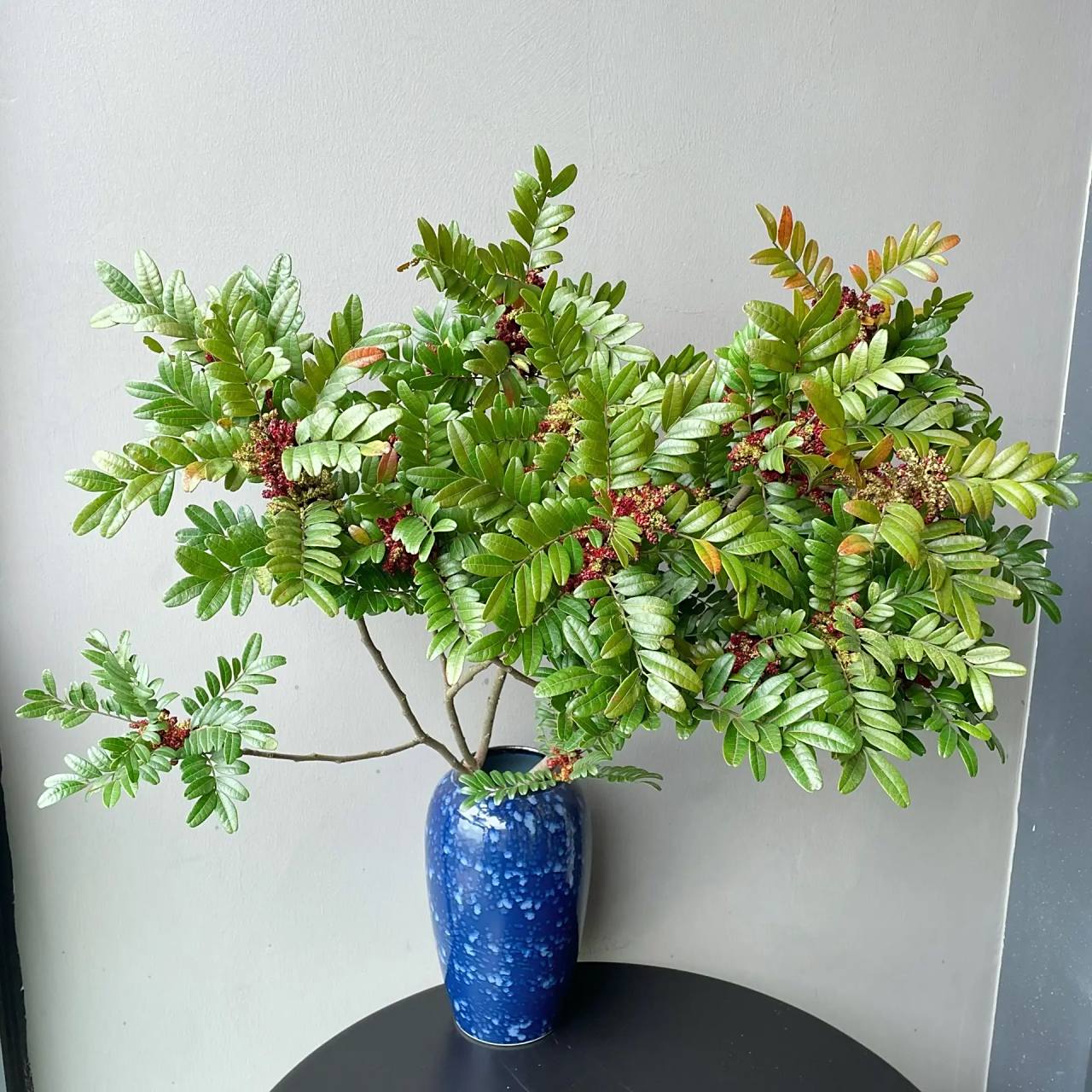 清香木01(开花版) 本扎清香木到手已是挂满花苞 养护1-2天花朵陆续