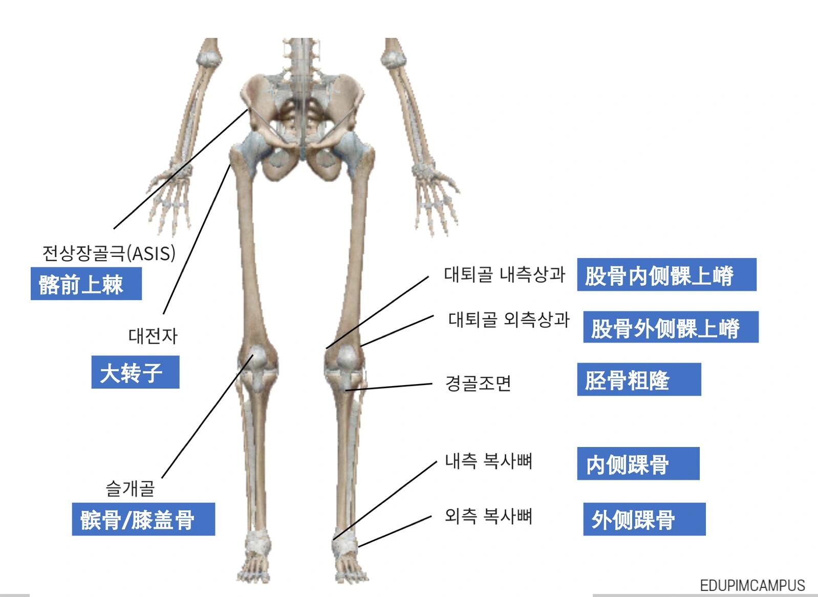 髂前上嵴图片