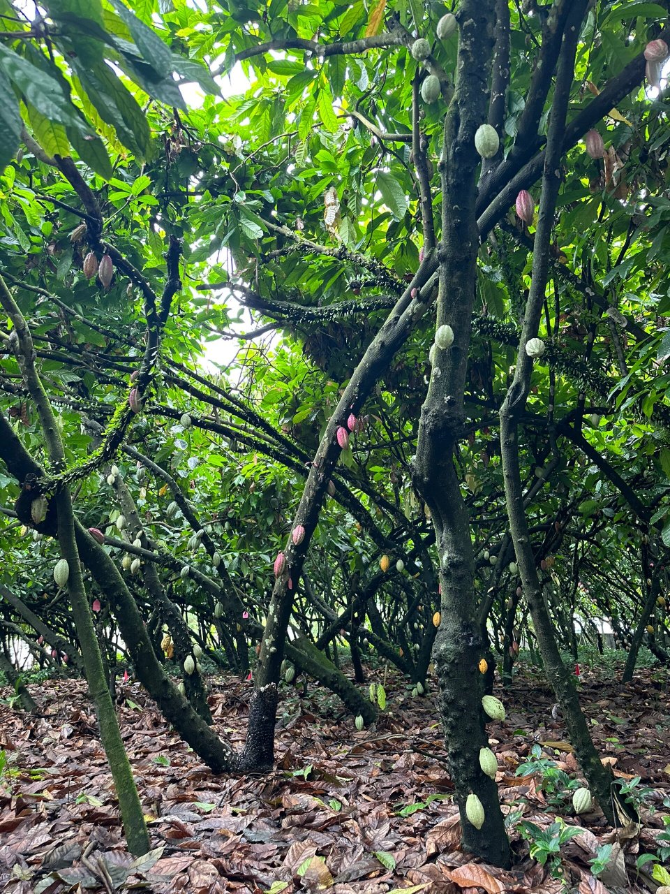 万宁兴隆热带雨林植物园 在海边看腻了,到万宁的华侨之乡兴隆逛一下