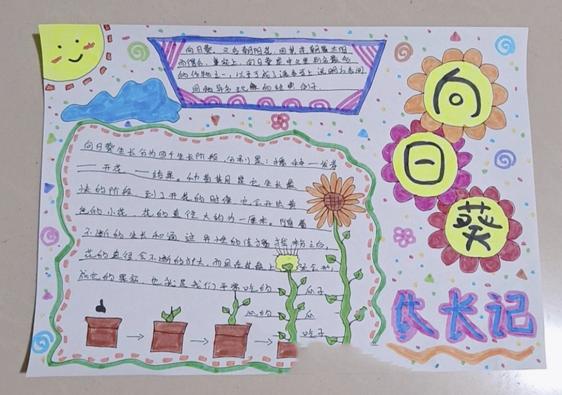 读书小报～向日葵成长记