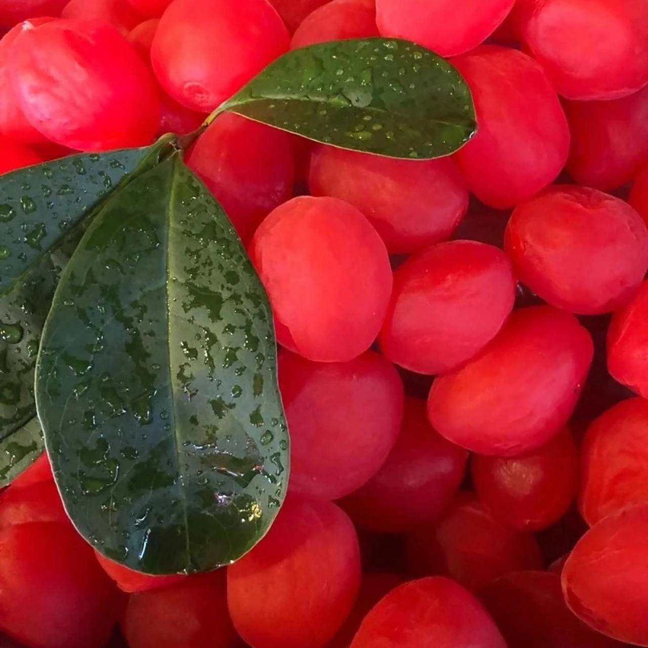 当时反复三次问大爷 重庆洪崖洞那里摆摊的红果子千万不要买!