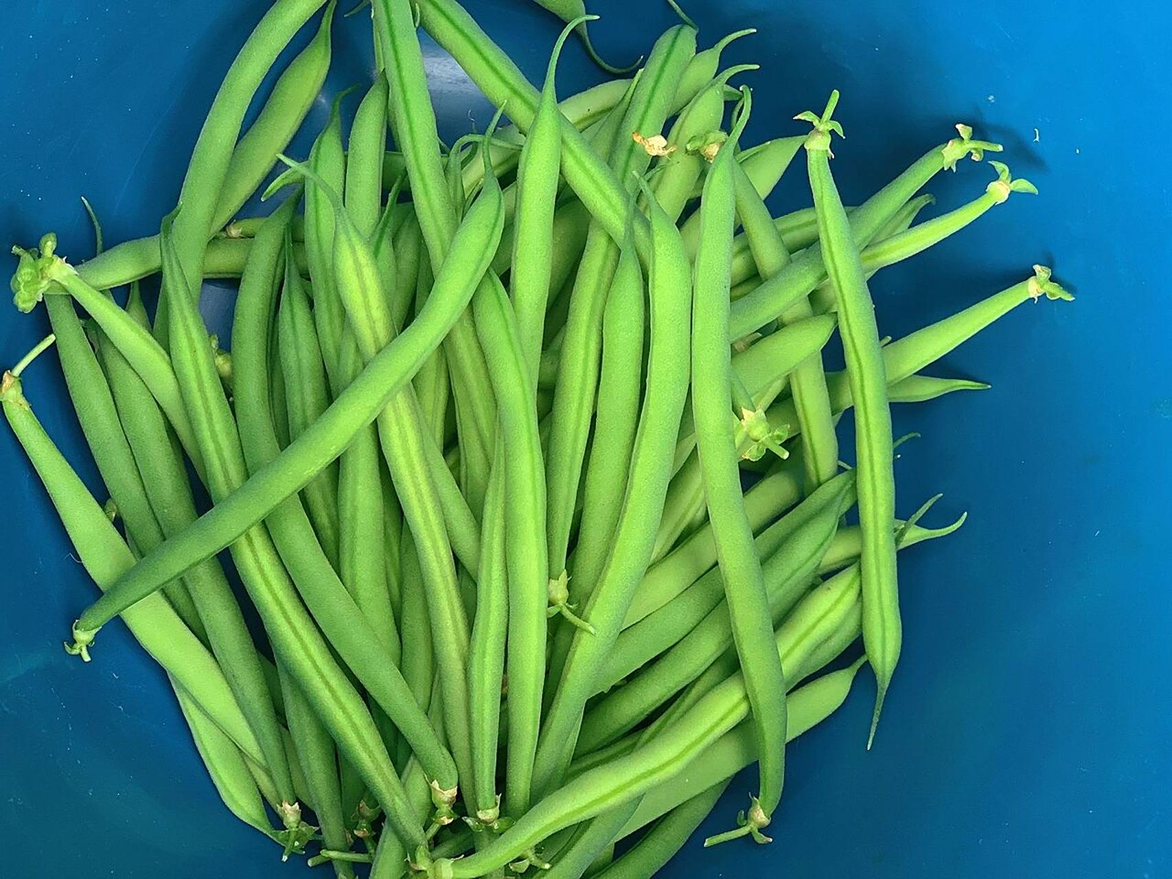 种豆得豆,强烈推荐大家种矮生豆角:buschbohne,太好种了,自己种的,煮