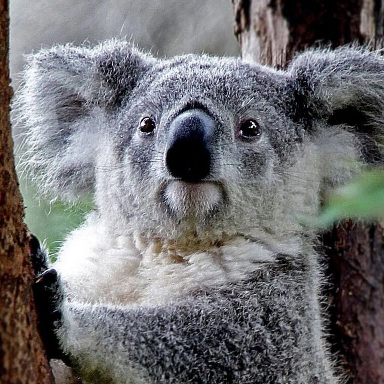 黄金海岸可伦宾动物园门票 抱考拉照相 可伦宾野生动物园保护区