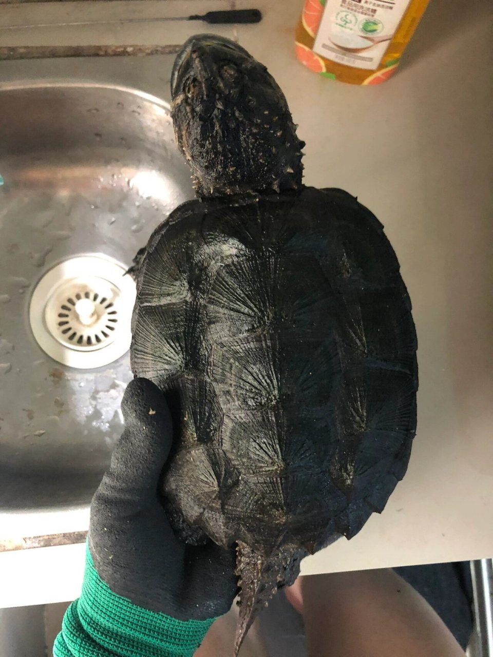 佛鳄龟 鳄龟 黑佛鳄龟 纯佛 野佛后 17 黑佛修长甲 这比例头版 有点狠