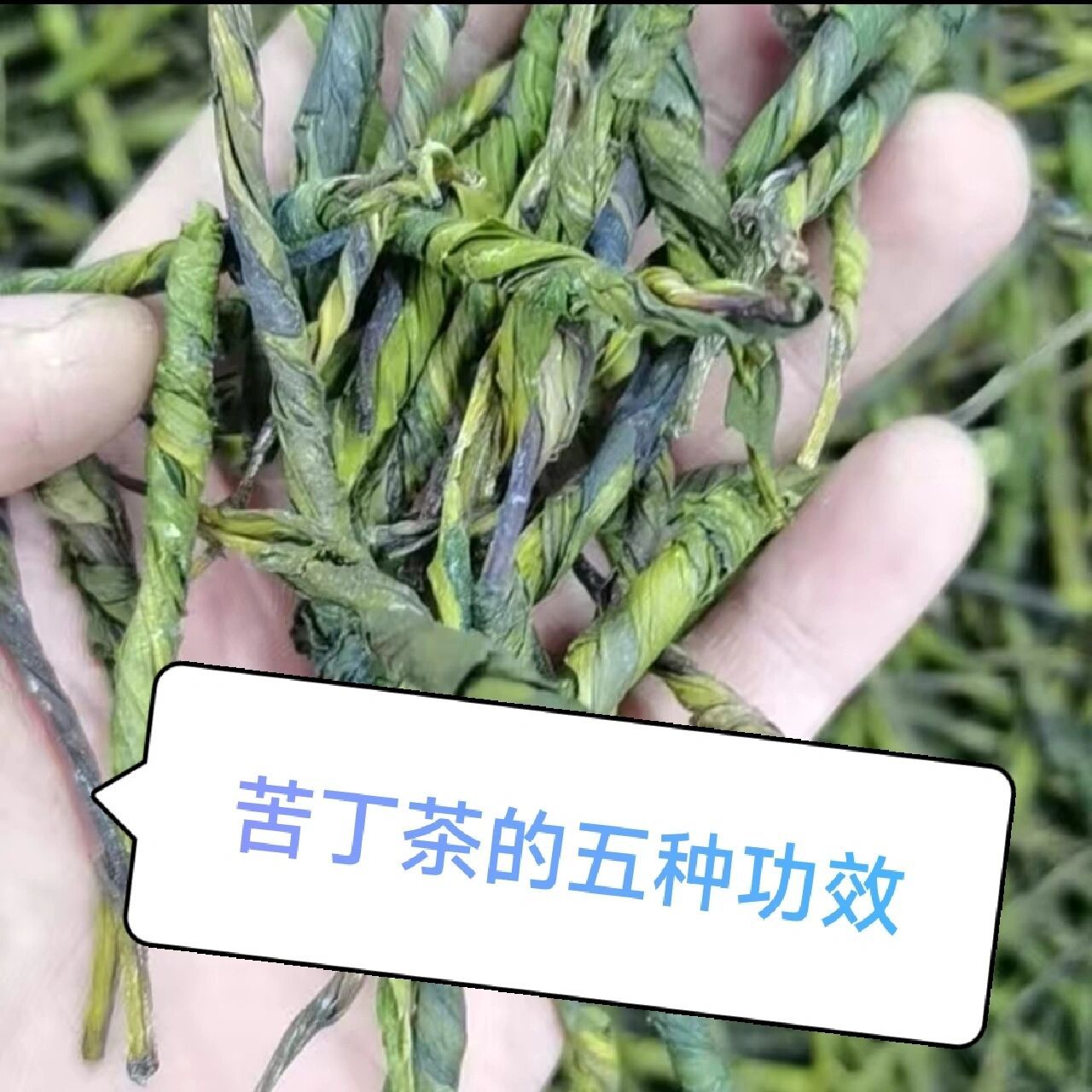 女人有三高能喝茶叶吗好吗（女人有三高能喝茶叶吗好吗视频） 女人有三高能品茗
叶吗好吗（女人有三高能品茗
叶吗好吗视频） 茶叶资讯
