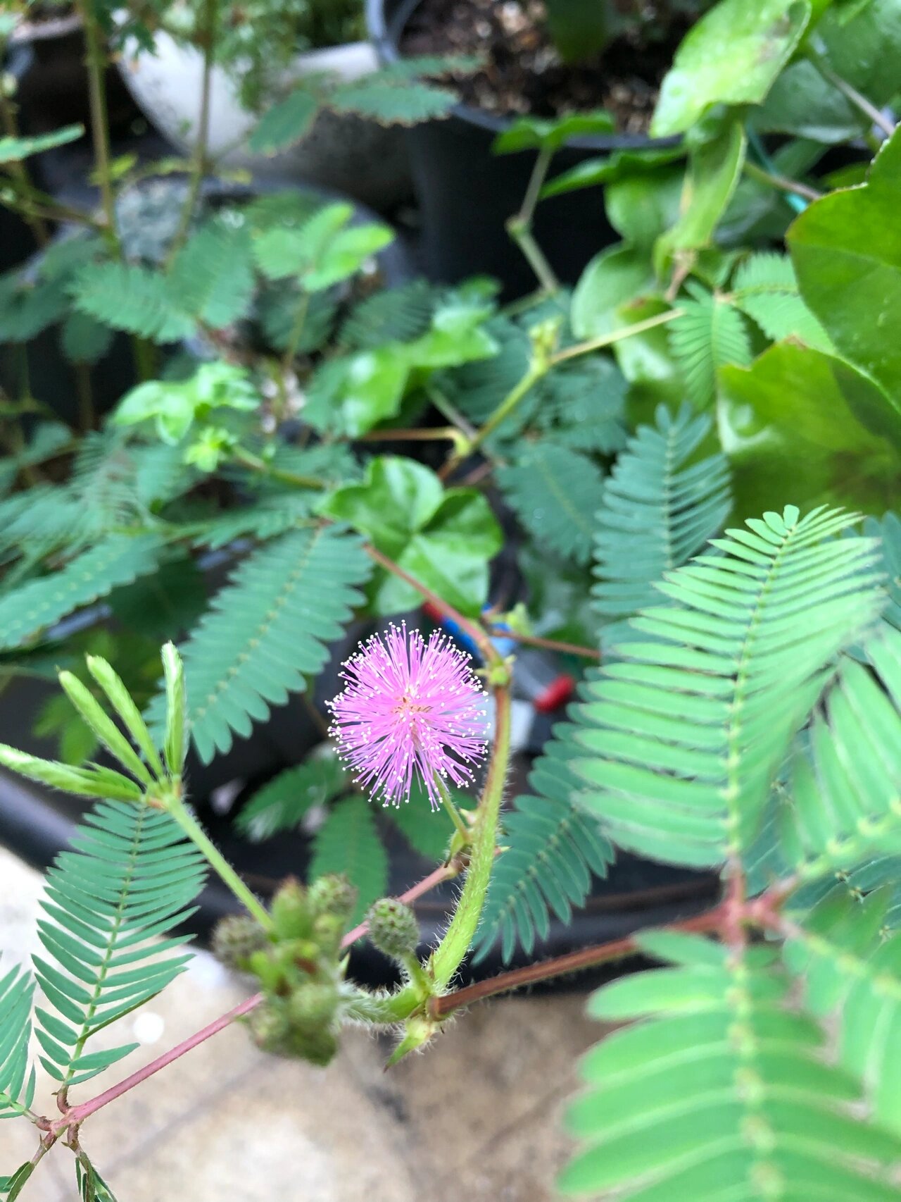 含羞草 含羞草也开花了,满满的花苞,本来是孩子要买来玩的,养了大概一