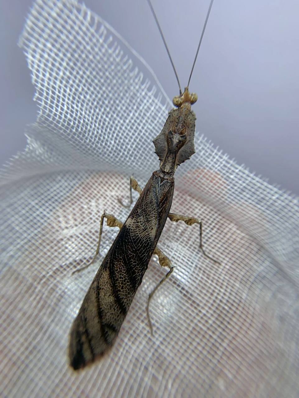 中南拟睫螳雄性成虫～ 来自云南西双版纳～#螳螂