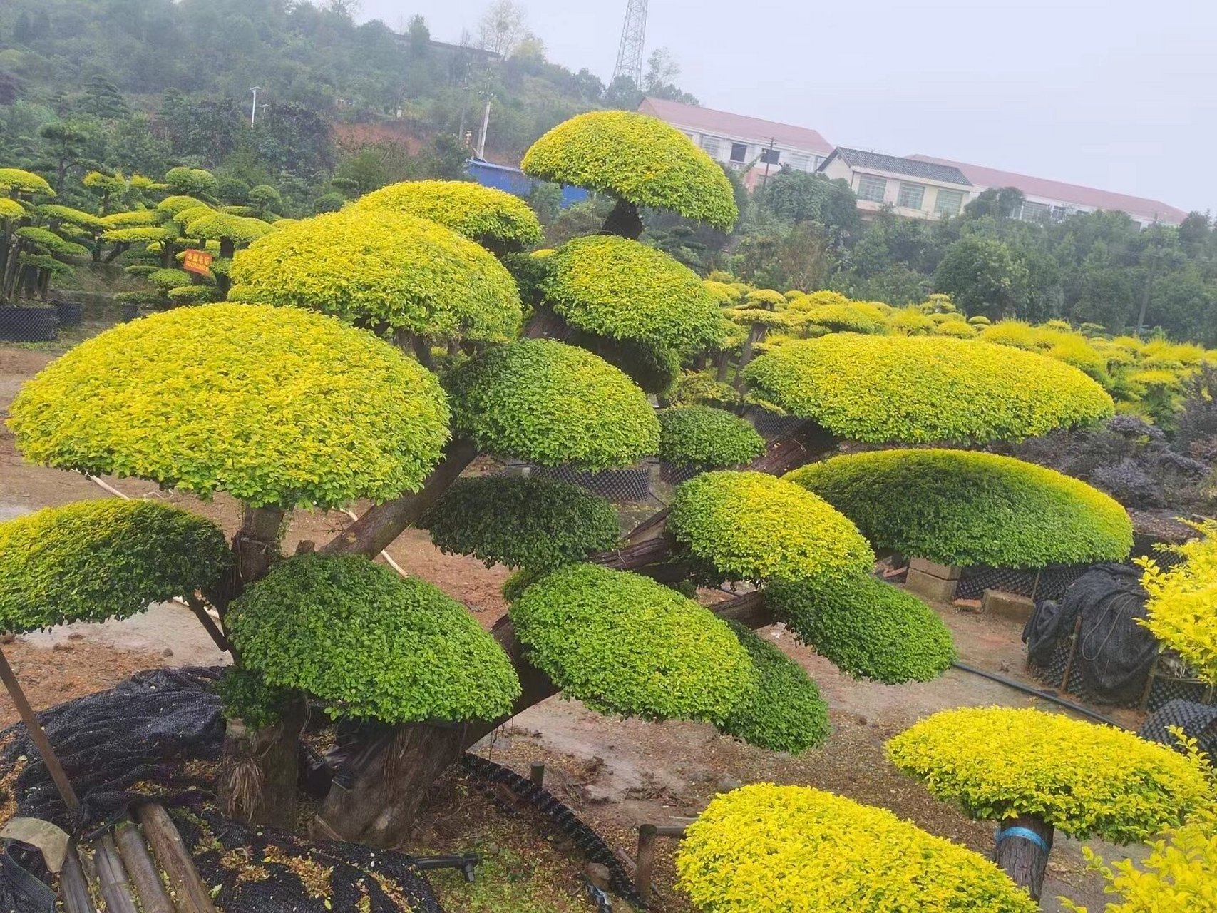 庭院景观树# #花园植物# #亮晶女贞造型树# #花园主景树