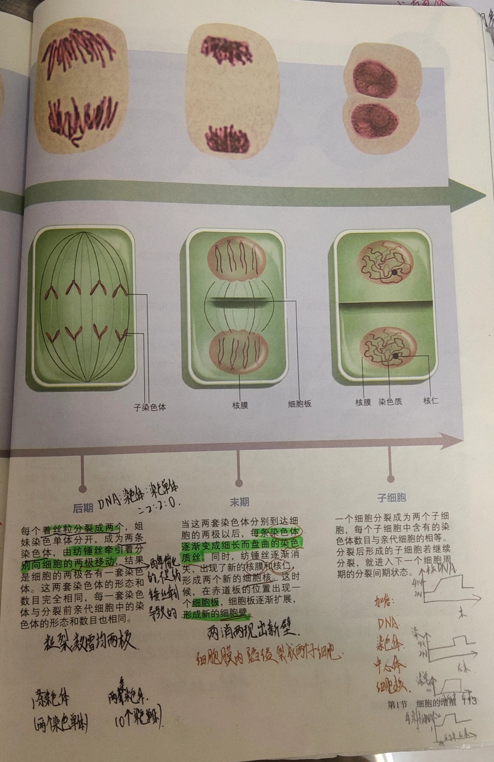 动物细胞有丝过程图图片