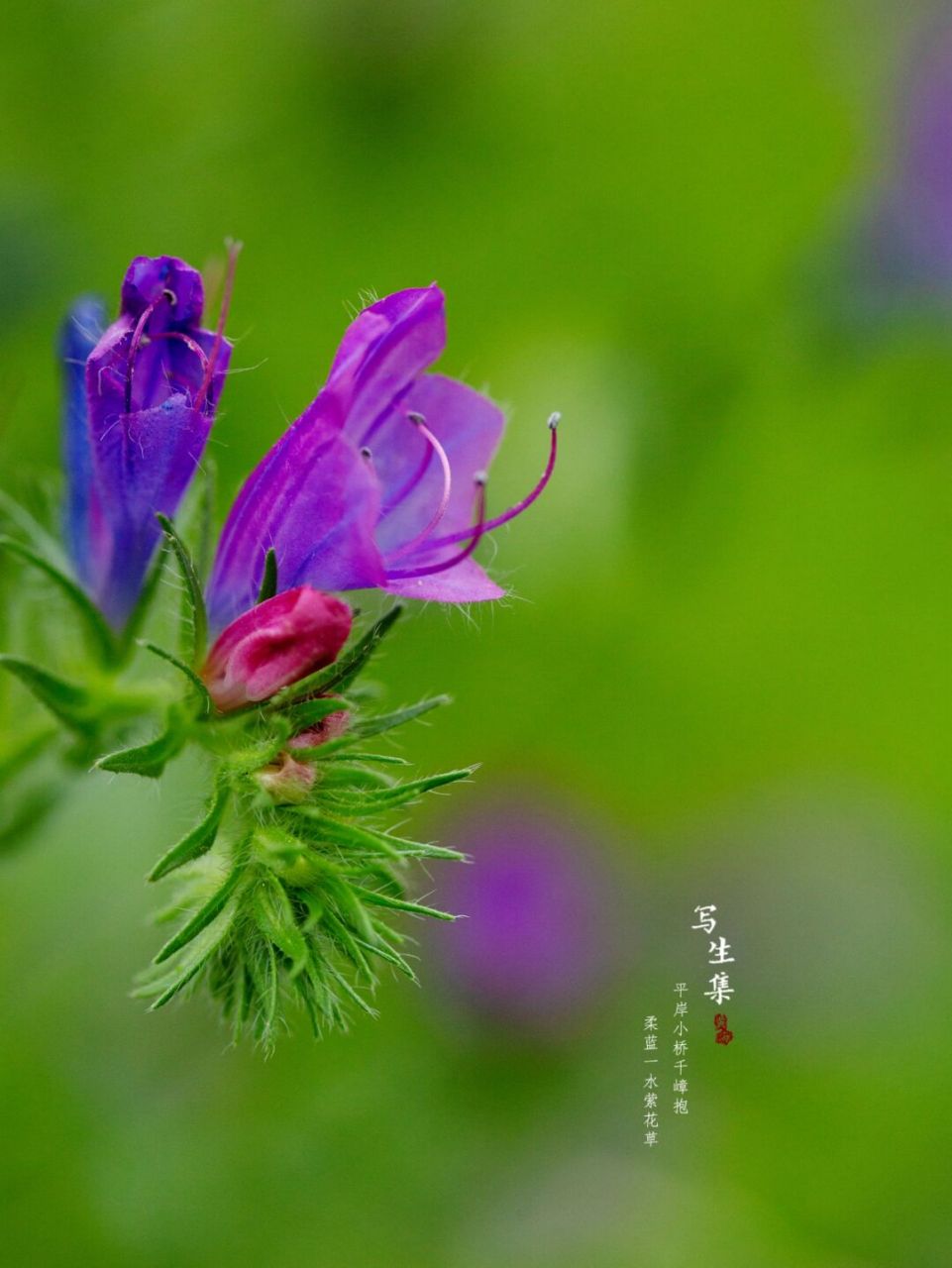 蓝蓟|写生集|六月的花 【花语】 蓝蓟的花语是老天保佑.