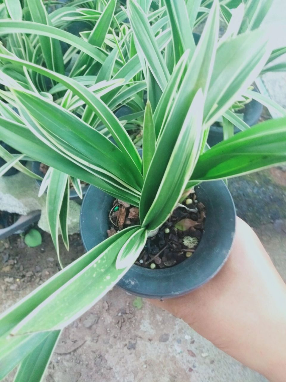 中国龙兰花好看,红色的花. 中国龙兰花,一杆多花.