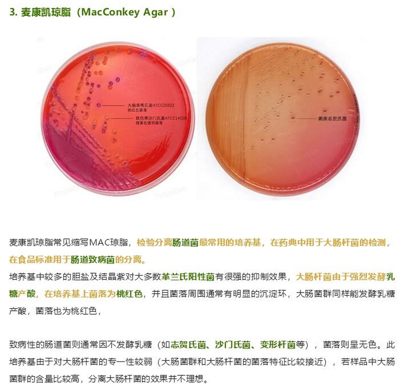 大肠杆菌鉴别培养基图片