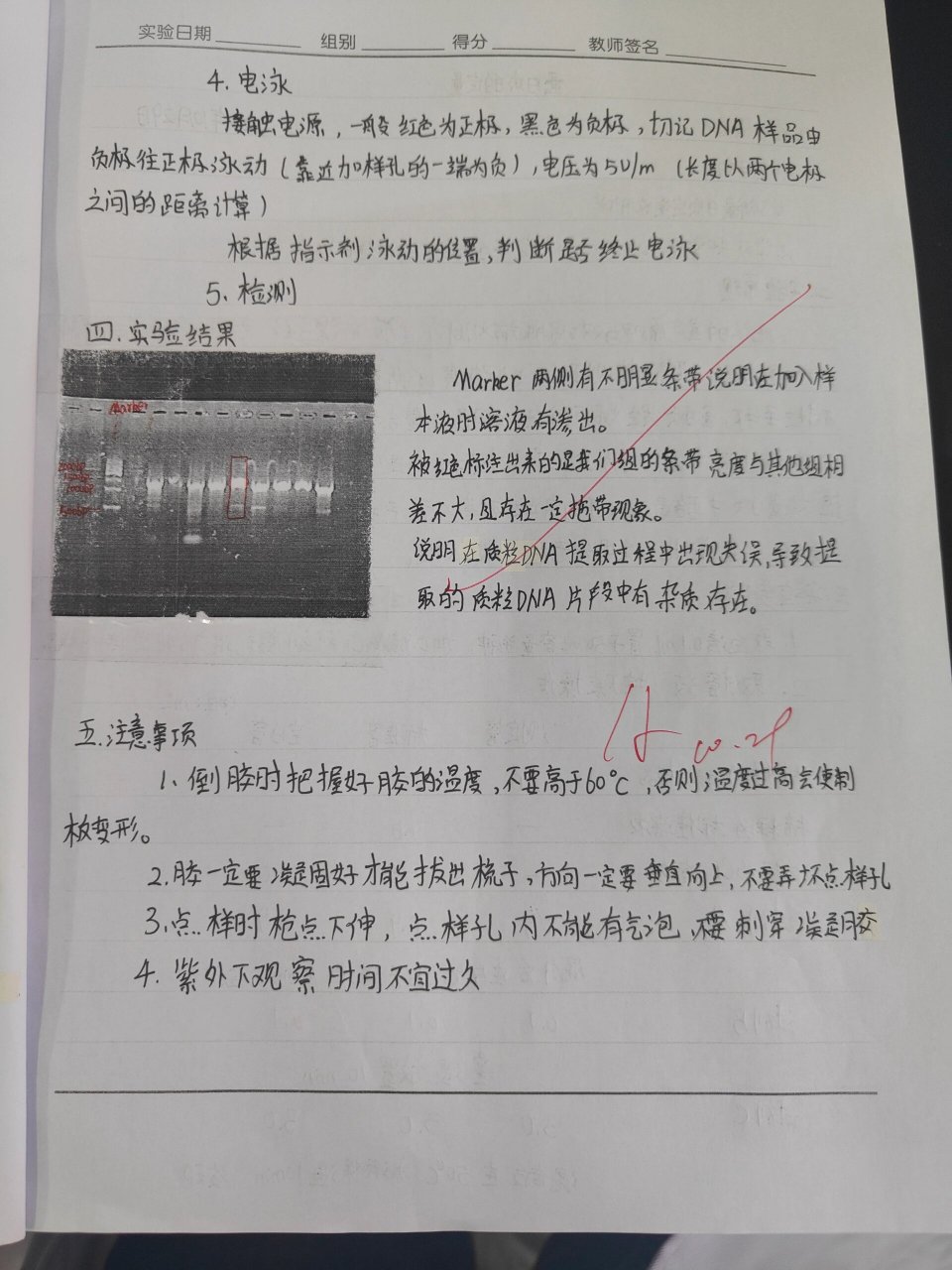 pcr三次扩增图解手绘图片