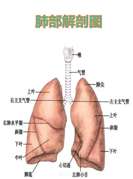 每个肺叶还能分成更小的肺段