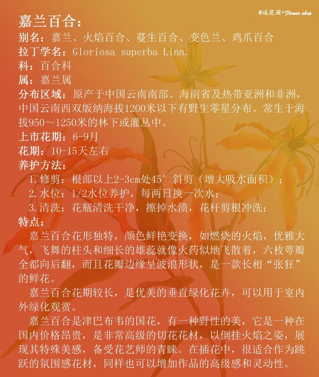 鲜花小镇嘉兰百合种子图片