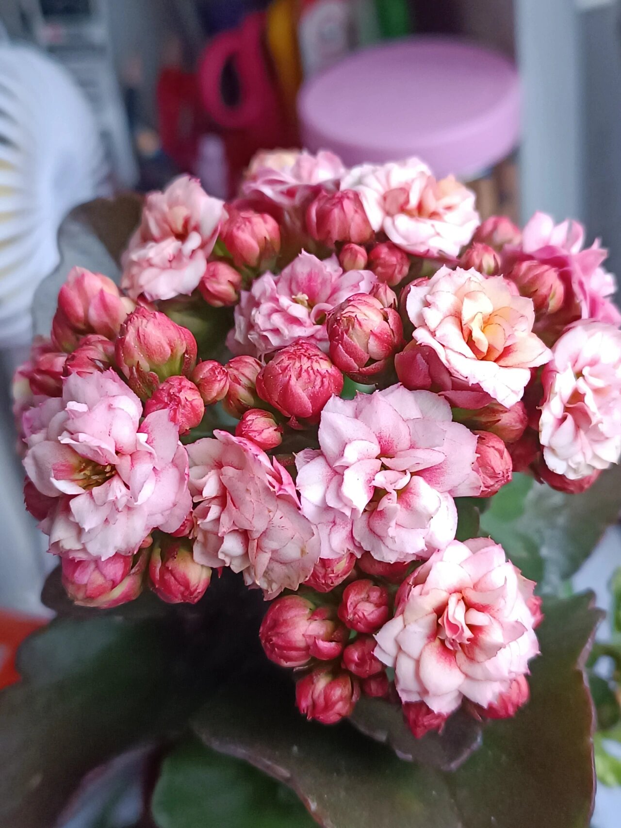 长寿花——快乐星球
