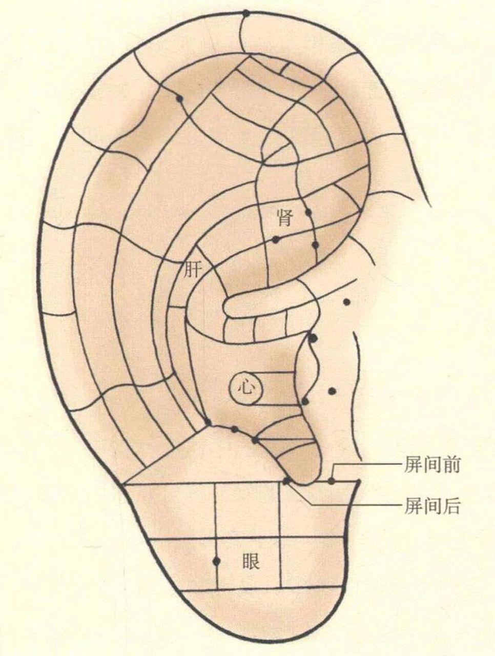 王不留行籽位置图图片