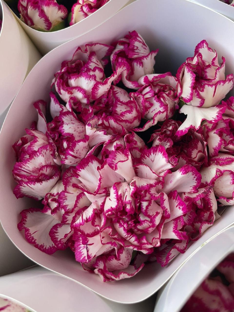 康乃馨品种:紫精灵,紫边 长得很像别弄混咯 颜色偏玫红一些的是紫边