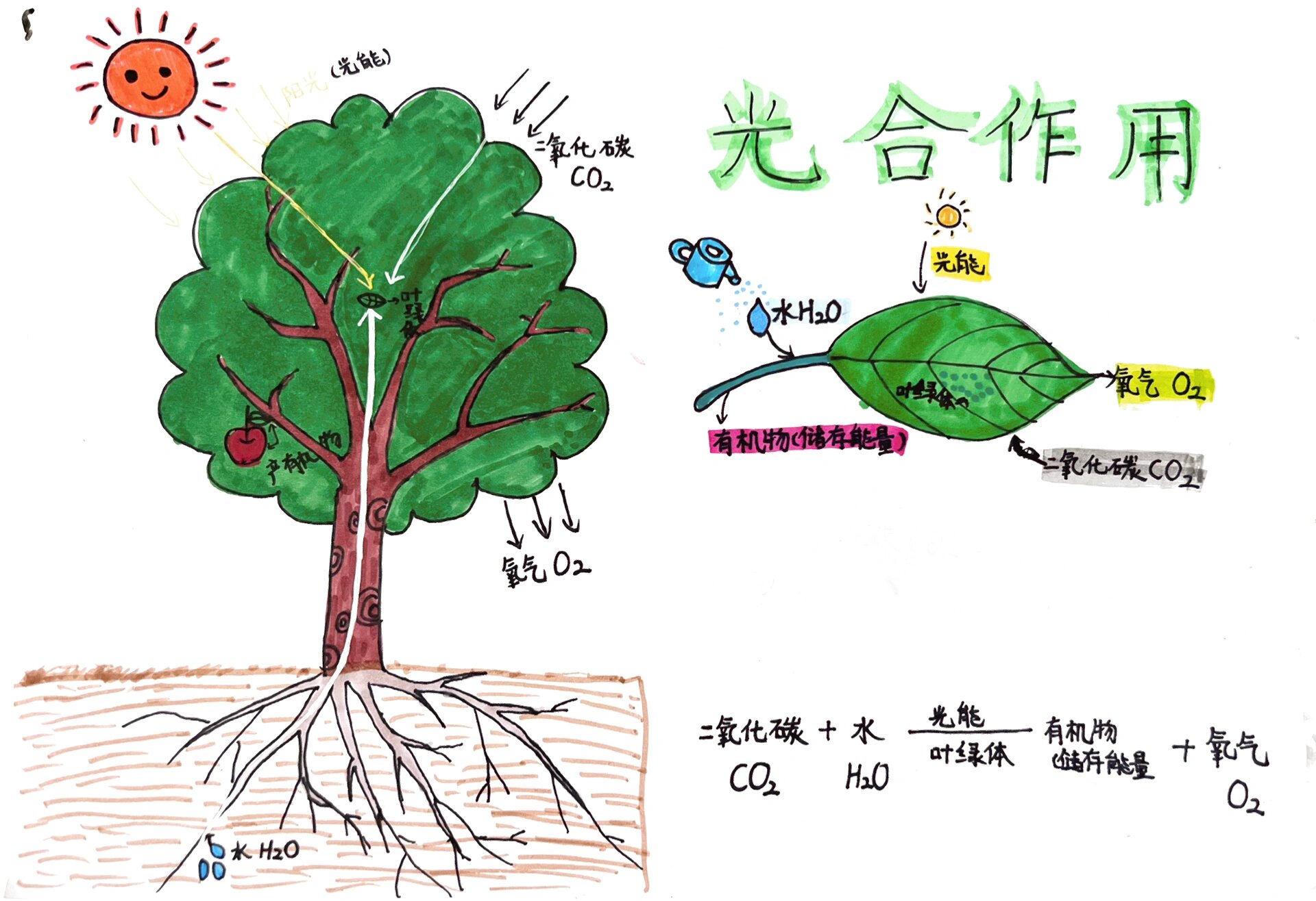 科普生物植物光合作用 阳光对植物作用很大