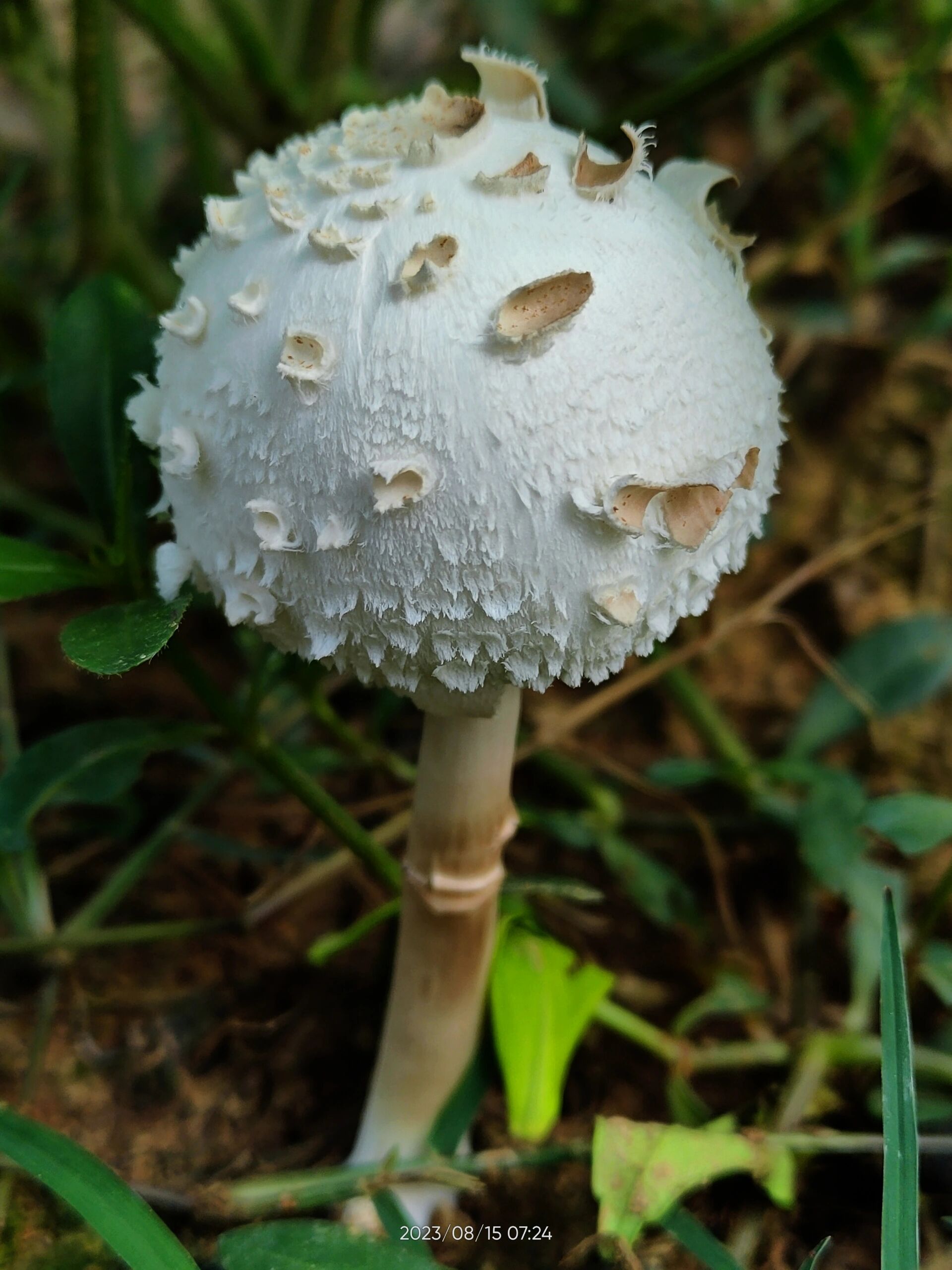 剧毒蘑菇大青褶伞,眼瞅着它开伞上色