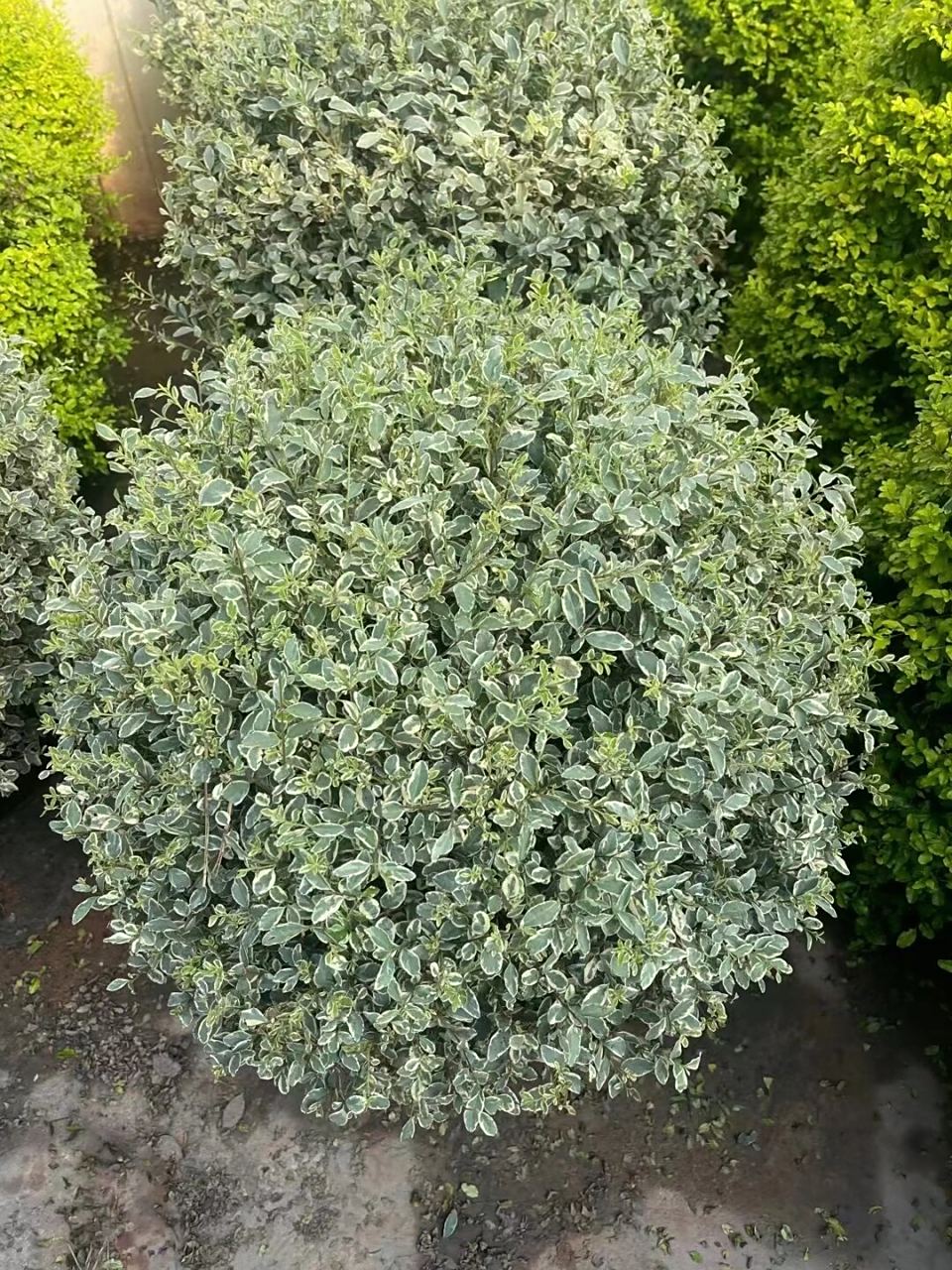 银姬小蜡,金姬小蜡