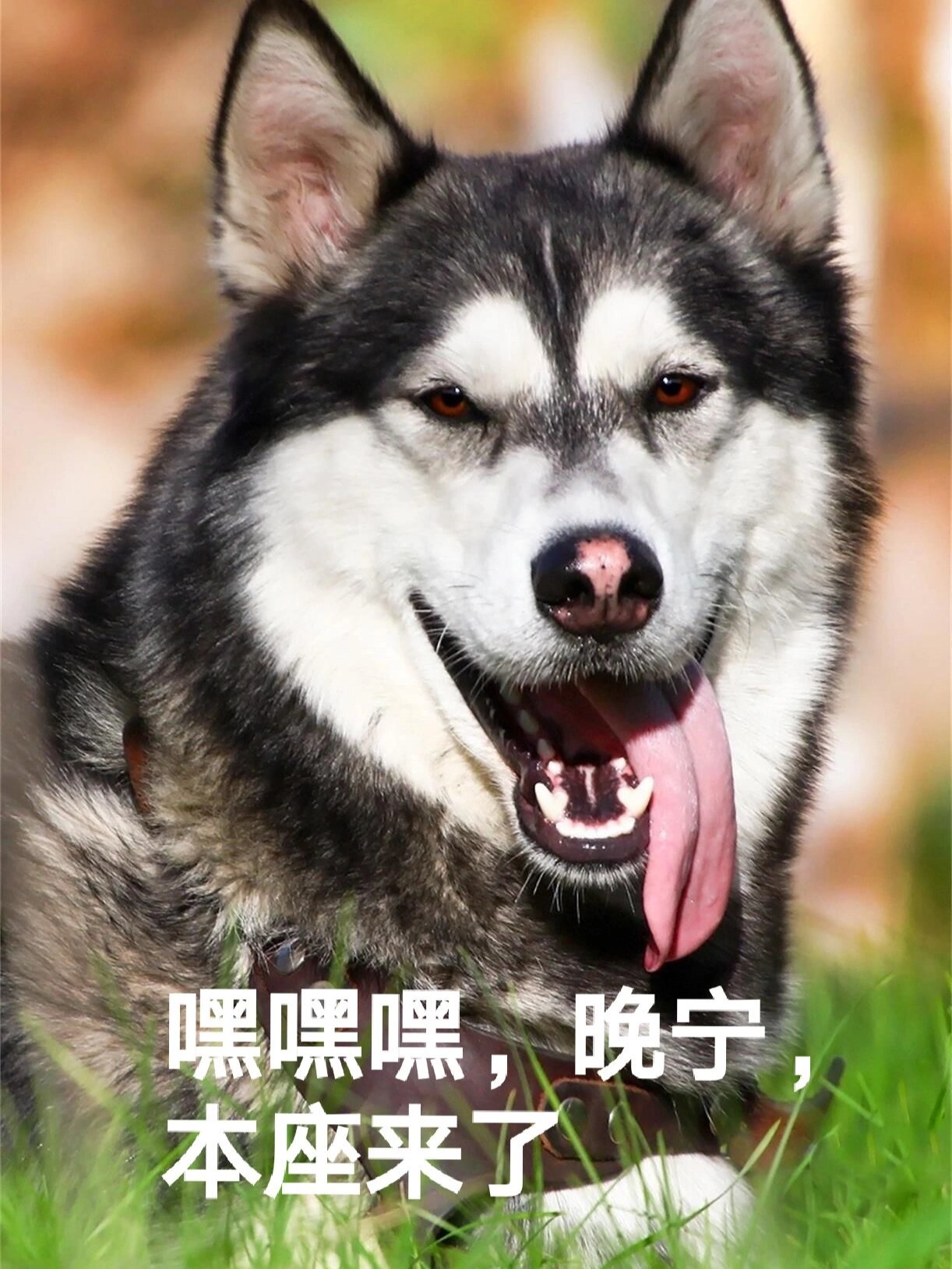 二哈和他的白猫师尊表情包