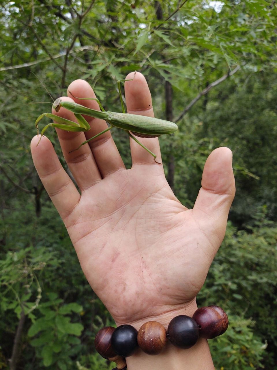 蝗虫 蚂蚱 蚱蜢 草蜢,北京昌平十三陵水库爬山,喜提两个巨大肥美的