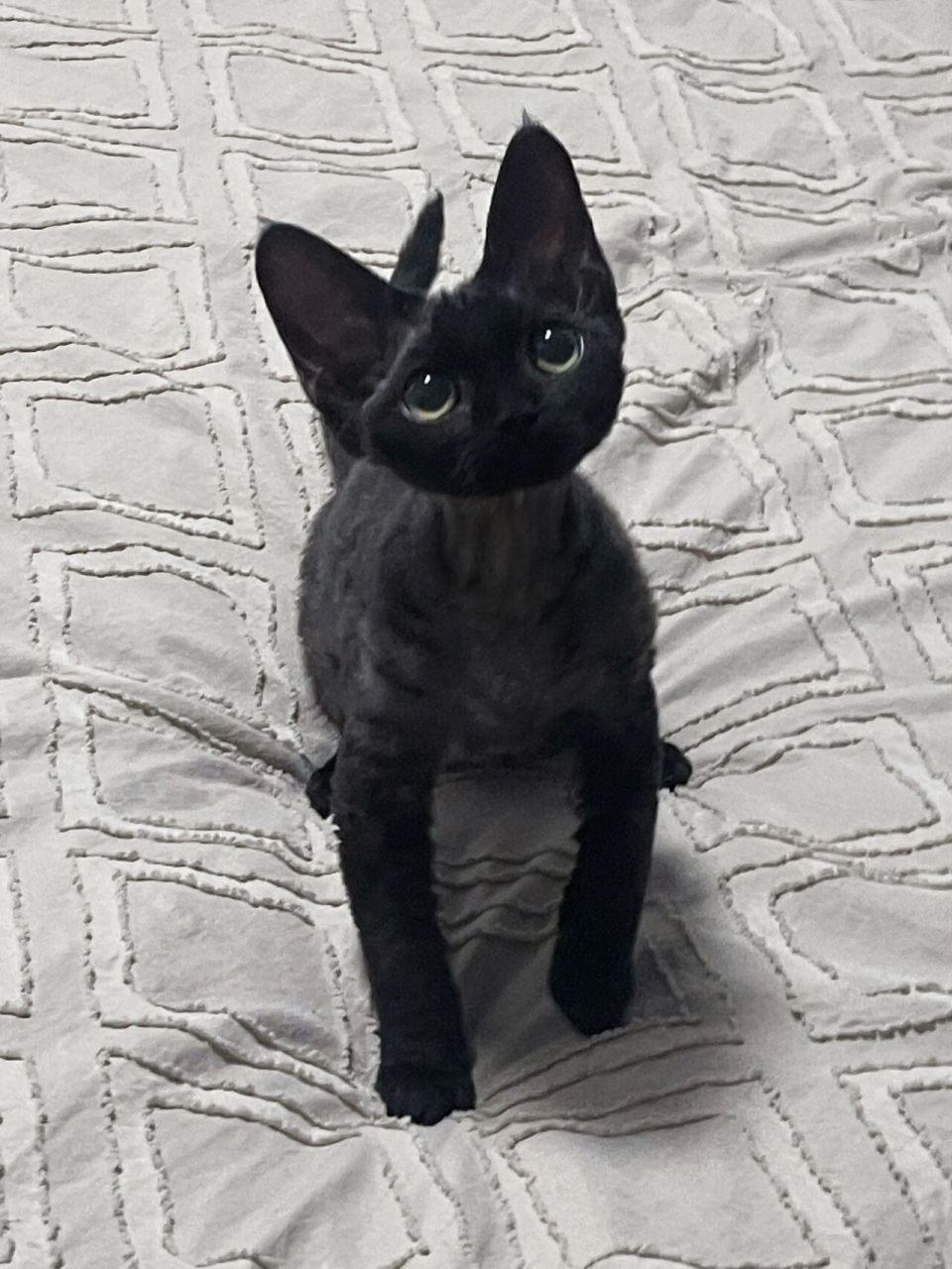 有新家丨可蹲同款丨纯黑德文卷毛猫 德文卷毛猫妹妹,好多人说像无牙仔